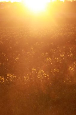 Üzerinde güneş parlayan sarı çiçek tarlaları. Güneş arka planda, çiçekler ön planda.