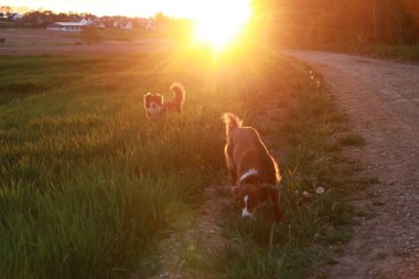 İki köpek çimenli bir tarlada yürüyor, kürklerinde sıcak güneşin tadını çıkarıyorlar. Sahne huzurlu ve huzurlu, köpekler etraflarını keşfederken hoşnutmuş gibi görünüyorlar.