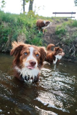 Nehirde üç köpek oynuyor. Köpeklerden biri tasma takıyor. Köpekler suda eğleniyor.