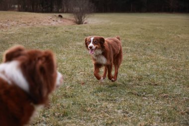 İki köpek bir tarlada oynuyor. Biri kahverengi ve beyaz ve diğeri kahverengi. Kahverengi köpek koşuyor ve beyaz köpek izliyor.
