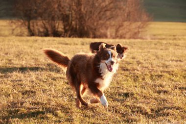 İki köpek bir tarlada koşuyor, biri kahverengi ve beyaz. Diğeri kahverengi ve siyah.