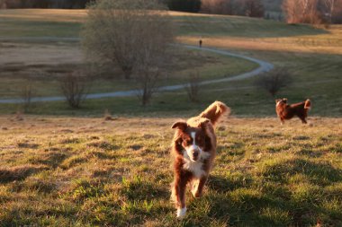 İki kahverengi ve beyaz köpek çimenli bir alanda oynuyorlar, arka planda güneş batıyor. Sahne sakin ve sakin. Köpekler açık alanda birlikte vakit geçiriyorlar.