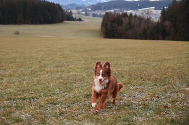 Kahverengi köpek tarlada koşuyor. Saha yeşil ve çimenli.