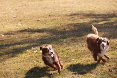 Çimenli bir alanda iki köpek koşuyor. Köpeklerden biri kahverengi ve beyazdır, diğeri de kahverengi ve beyazdır.