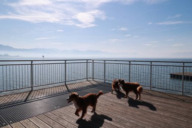 Okyanusa bakan ahşap bir güvertede üç köpek oynuyorlar. Köpekler kahverengi ve eğleniyor gibi görünüyorlar. Sahne huzurlu ve rahatlatıcı.