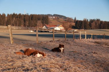 İki köpek bir tarlada çimlerin üzerinde yatıyor. Köpekler kahverengi ve beyazdır. Alan çitlerle çevrili.