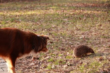 Köpek yerdeki küçük bir hayvana bakıyor. Köpek kahverengi ve beyazdır. Hayvan bir kirpi.