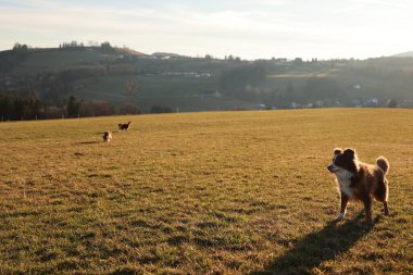 Köpek, etrafında iki köpekle birlikte bir tarlada duruyor. Sahne huzurlu ve sakin, çimen tarlasında güneş parlıyor.