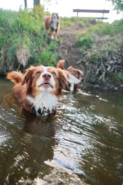 Üç köpek bir nehirde yüzüyor. Köpeklerden biri kameraya bakıyor. Diğer iki köpek arka planda yüzüyor.