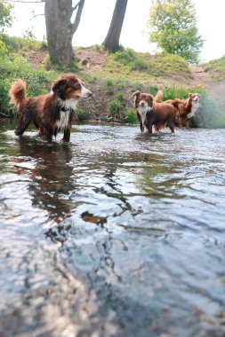 Nehirde üç köpek oynuyor. Köpekler kahverengi ve beyazdır. Su sakin.