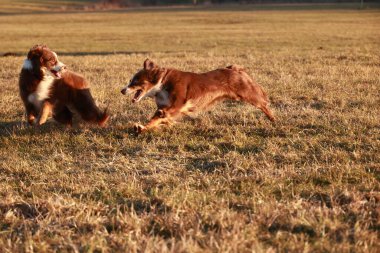 İki köpek bir tarlada koşuyor, biri kahverengi ve diğeri beyaz. Kahverengi köpek beyaz köpeği kovalıyor.