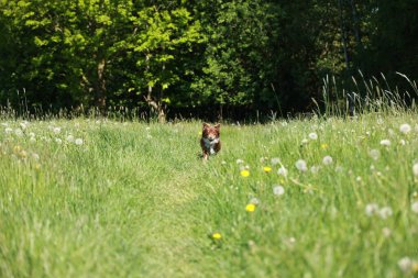 Bir köpek uzun otların arasında koşuyor. Köpek kahverengi ve beyazdır.