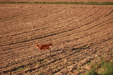 Kahverengi ve beyaz köpek kuru, kahverengi bir tarlada koşuyor. Köpek toprakta koşarken eğleniyor gibi görünüyor.
