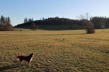 Bir köpek çim tarlasında duruyor. Gökyüzü mavi ve güneş parlıyor.