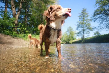 Köpek dili dışarıda bir nehirde duruyor. Köpek ağaçlarla çevrili ve suyun tadını çıkarıyor.
