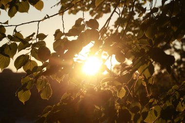 Yaprakları olan bir ağaç ve içinde parlayan bir güneş. Güneş parlak ve sıcak, yaprakların üzerine altın bir parıltı saçıyor. Barış ve sükunet kavramı, güneş ışınları yaprakların arasından süzülürken