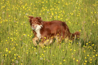 Kahverengi ve beyaz bir köpek sarı çiçek tarlasında koşuyor. Köpek uzun otların arasında koşarken eğleniyor gibi görünüyor.