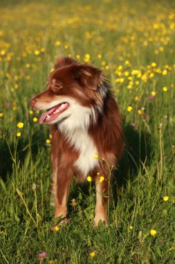 Kahverengi ve beyaz bir köpek sarı çiçeklerle dolu bir tarlada duruyor. Köpek kameraya bakıyor ve güneşli günün tadını çıkarıyor.