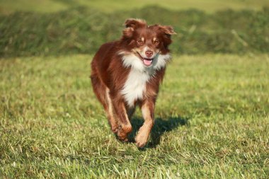 Çimenli bir alanda kahverengi ve beyaz bir köpek koşuyor. Köpek mutlu ve enerjik, dışarıda vakit geçiriyor.