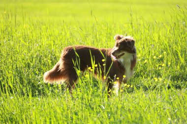 Kahverengi bir köpek uzun otların arasında duruyor. Köpek sağa bakıyor.