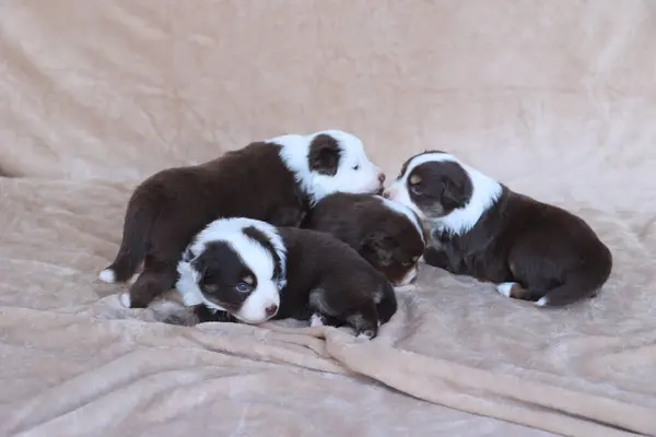 Dört yavru bir battaniyenin üzerine uzanmış, içlerinden biri kameraya bakıyor. Sahne rahat ve sıcak, yavrular rahatlamak için birbirlerine sokuluyorlar.. .