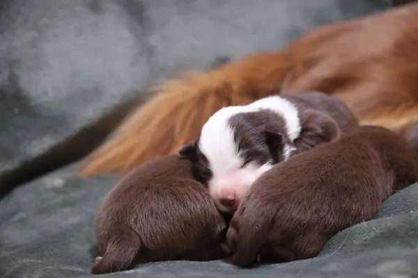 Bir grup köpek yavrusu kanepede uyuyor. Yavrular kahverengi ve beyaz. Yavrular çok tatlı ve sevimli.. .