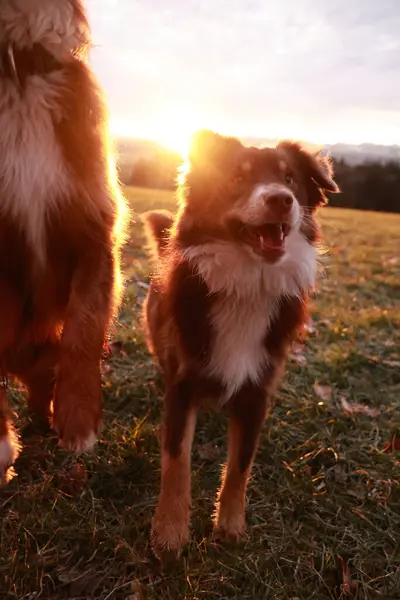 Köpek dili dışarıda bir tarlada duruyor ve başı yana dönük. Güneş arka planda batıyor, sahne üzerine sıcak bir parıltı saçıyor.