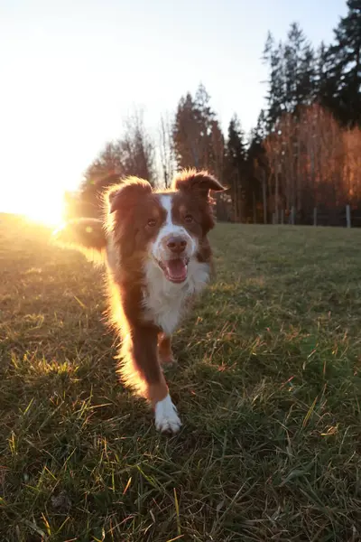 Kahverengi ve beyaz köpek üzerinde güneş parlayan bir tarlada koşuyor. Köpek mutlu görünüyor ve dışarıda eğleniyor.