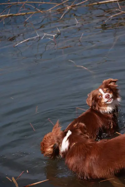 İki köpek bir su kütlesinde yüzüyor. Köpeklerden biri kahverengi ve beyaz. Diğer köpek kahverengi.