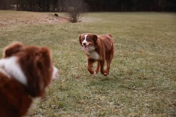 İki köpek bir tarlada oynuyor. Biri kahverengi ve beyaz ve diğeri kahverengi. Kahverengi köpek koşuyor ve beyaz köpek izliyor.