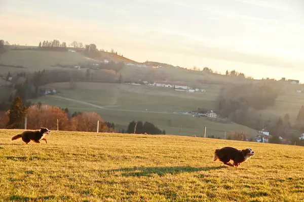 Arka planda güzel bir dağ manzarası olan bir tarlada iki köpek koşuyor.