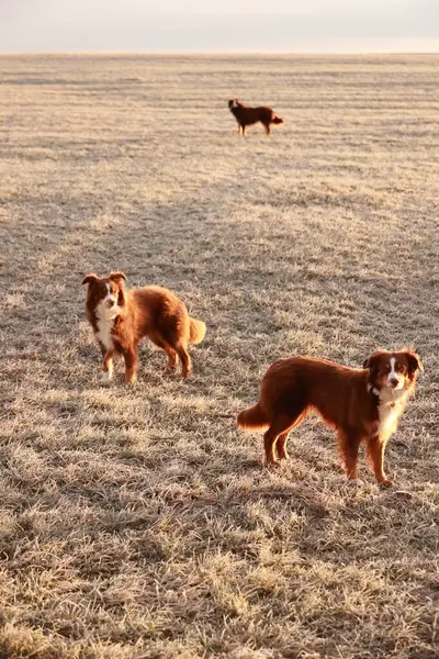 İki kahverengi köpek bir tarlada duruyor, biri solda ve biri sağda. Arka planda üçüncü bir köpek var ama görünür değil. Tarla çimlerle kaplı ve o huzurlu.
