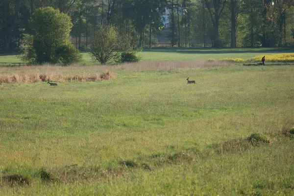 İçinde birkaç geyik olan bir tarla. Geyikler tarlanın dört bir yanına dağılmış, bir tanesi ön planda, iki tanesi de arka planda. Otlar uzun ve yeşil, gökyüzü açık mavi