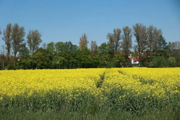 Arka planda mavi bir gökyüzü olan geniş bir sarı çiçek tarlası. Çiçekler tarlanın dört bir yanına dağılmış, bazıları ön plana daha yakın, diğerleri ise daha geriye. Gökyüzü açık.