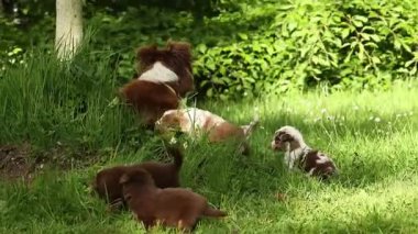 Bir grup köpek yavrusu otlak bir alanda oynuyorlar. Yavrulardan biri yatarken diğerleri oynuyor.