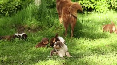 Çimenlikte oynayan bir grup köpek yavrusu. Yavrulardan biri daha büyük bir köpek tarafından yönetiliyor.