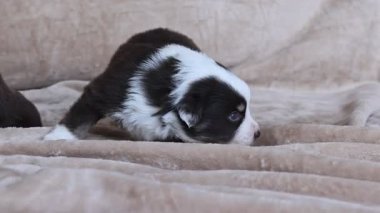 Bir köpek yavrusu başı eğik bir şekilde battaniyeye uzanıyor. Köpek yavrusu kahverengi ve beyazdır. Battaniye kanepede.. .