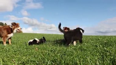 Tarlada oynayan bir grup köpek. Köpekler kahverengi ve beyazdır. Sahne mutlu ve neşeli.. .