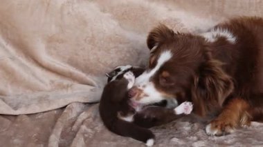 Kahverengi ve beyaz bir köpek bir kanepede bir kedi yavrusunun yanında yatıyor. Köpek kedi suratını yalıyor.. .