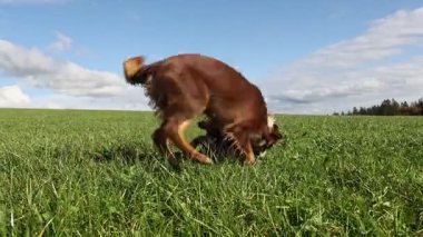 Tarlada oynayan iki köpek. Biri kahverengi ve diğeri siyah. Kahverengi köpek siyah köpeğin üzerinden atlıyor.. .