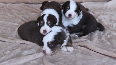 Üç köpek yavrusu battaniyenin üzerinde uyuyor. Kahverengi ve beyazlar. Battaniye kanepede.. .