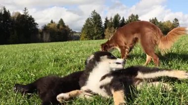 Siyah ve kahverengi bir köpek başka bir köpekle çimlerin üzerinde yatıyor. Sahne huzurlu ve sakin.. .