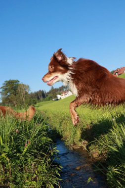 Kahverengi ve beyaz bir köpek derenin üzerinden atlıyor. Köpek otlak alanın ortasında ve arka planda başka köpekler de var. Huzurlu ve huzurlu bir sahne.. .