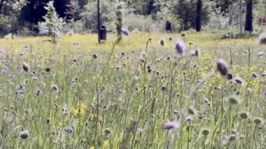 Arka planda birkaç ağaç olan çiçek tarlaları. Çiçekler sarı ve mor.