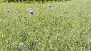 Açık mavi gökyüzü olan güzel, güneşli bir gün. Ön planda, çeşitli sarı çiçeklerle dolu yemyeşil bir alan var. Alan tüm görüntüye yayılıyor, dingin bir ortam yaratıyor.