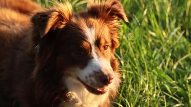 Kahverengi ve beyaz bir köpek çimlerin üzerinde uzanıyor ve kameraya bakıyor. Köpek mutlu ve memnun görünüyor.