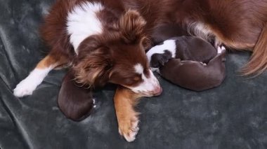 Bir anne köpek yavrularıyla birlikte bir kanepede uzanıyor. Yavruların hepsi uyuyor ve anne köpek onlara bakıyor.. .
