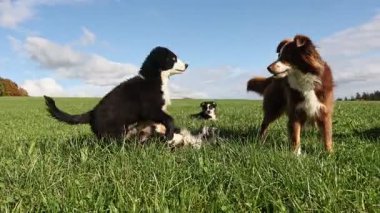 Çimenli bir arazide iki köpek oynuyor. Biri kahverengi ve diğeri siyah. Sahne neşeli ve şen şakrak. .