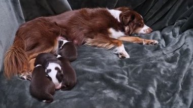 Bir anne köpek yavrularıyla birlikte bir kanepede uzanıyor. Yavrular uyuyor ve anne köpek onlara bakıyor.. .