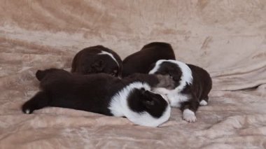 Dört yavru bir battaniyenin üzerinde yatıyor, biri diğerini yalıyor. Yavruların hepsi kahverengi ve beyaz ve birbirlerine eşlik etmekten zevk alıyor gibiler.. .